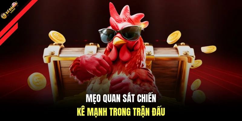 Mẹo quan sát chiến kê mạnh trong trận đấu