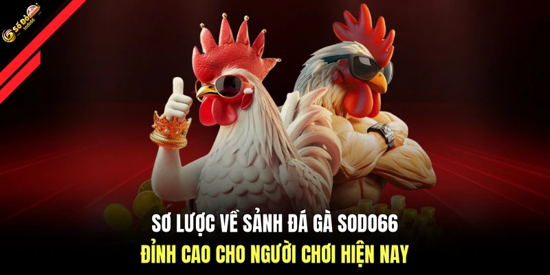 Sơ lược về sảnh đá gà SODO66 đỉnh cao cho người chơi hiện nay